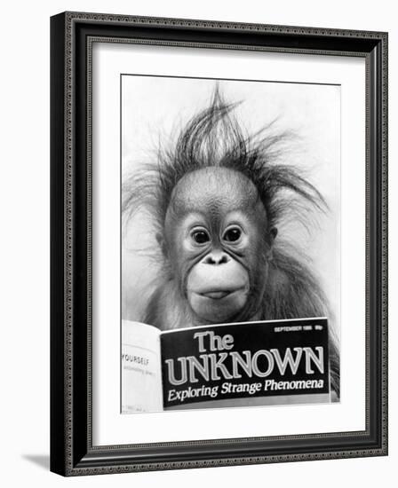 Orangutang, October 1986-null-Framed Photographic Print