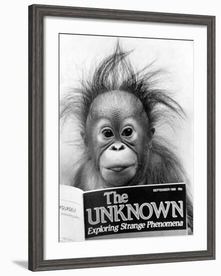 Orangutang, October 1986-null-Framed Photographic Print