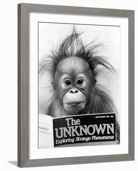 Orangutang, October 1986-null-Framed Photographic Print