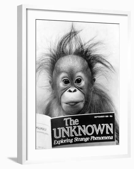 Orangutang, October 1986--Framed Photographic Print