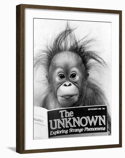 Orangutang, October 1986-null-Framed Photographic Print