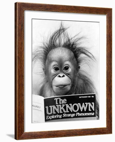 Orangutang, October 1986--Framed Photographic Print