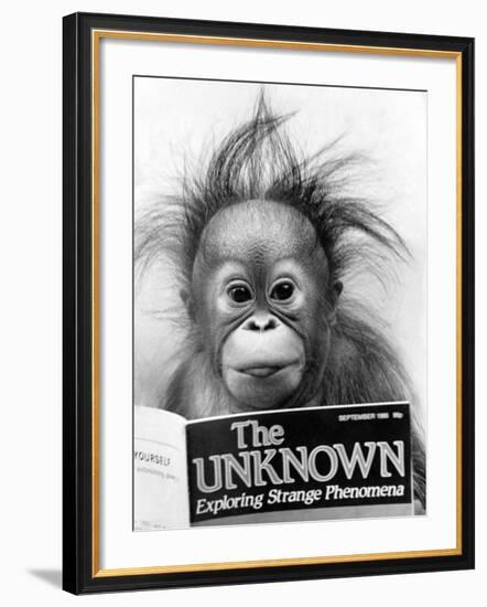 Orangutang, October 1986--Framed Photographic Print