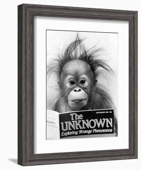 Orangutang, October 1986-null-Framed Photographic Print