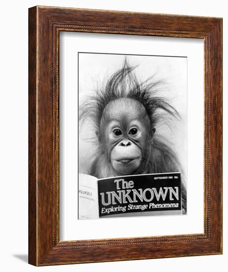 Orangutang, October 1986-null-Framed Photographic Print