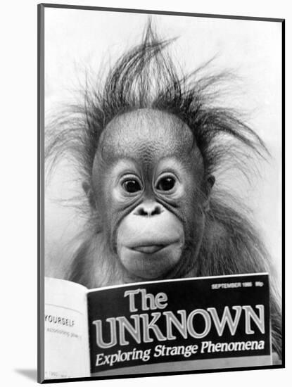 Orangutang, October 1986-null-Mounted Photographic Print