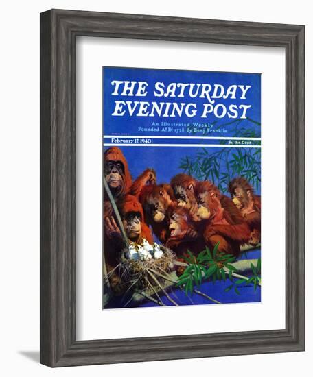 "Orangutans & Bird Nest," Saturday Evening Post Cover, February 17, 1940-Julius Moessel-Framed Giclee Print