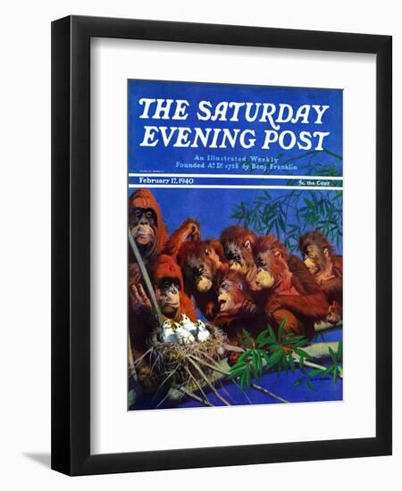 "Orangutans & Bird Nest," Saturday Evening Post Cover, February 17, 1940-Julius Moessel-Framed Giclee Print