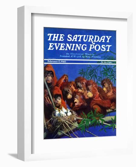 "Orangutans & Bird Nest," Saturday Evening Post Cover, February 17, 1940-Julius Moessel-Framed Giclee Print