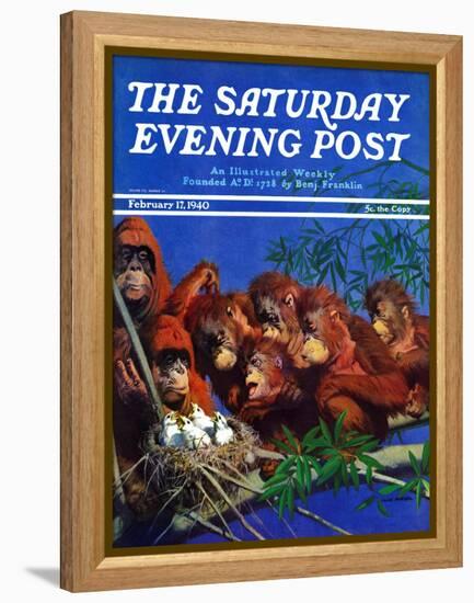 "Orangutans & Bird Nest," Saturday Evening Post Cover, February 17, 1940-Julius Moessel-Framed Premier Image Canvas