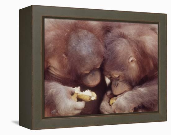 Orangutans in Captivity, Sandakan, Soabah, and Malasia, Town in Br. North Borneo-Co Rentmeester-Framed Premier Image Canvas