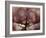 Orangutans in Captivity, Sandakan, Soabah, and Malasia, Town in Br. North Borneo-Co Rentmeester-Framed Photographic Print