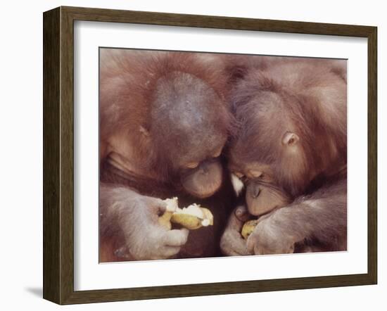 Orangutans in Captivity, Sandakan, Soabah, and Malasia, Town in Br. North Borneo-Co Rentmeester-Framed Photographic Print