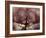 Orangutans in Captivity, Sandakan, Soabah, and Malasia, Town in Br. North Borneo-Co Rentmeester-Framed Photographic Print