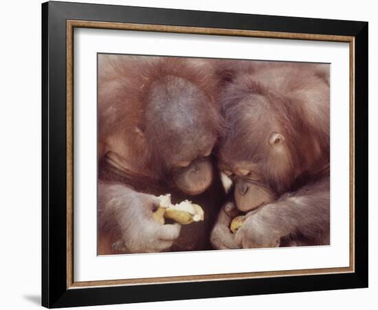 Orangutans in Captivity, Sandakan, Soabah, and Malasia, Town in Br. North Borneo-Co Rentmeester-Framed Photographic Print