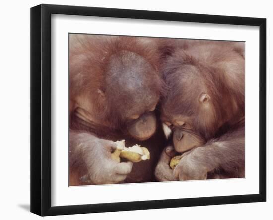 Orangutans in Captivity, Sandakan, Soabah, and Malasia, Town in Br. North Borneo-Co Rentmeester-Framed Photographic Print