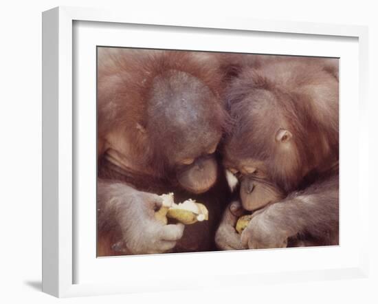 Orangutans in Captivity, Sandakan, Soabah, and Malasia, Town in Br. North Borneo-Co Rentmeester-Framed Photographic Print