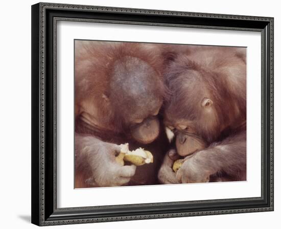 Orangutans in Captivity, Sandakan, Soabah, and Malasia, Town in Br. North Borneo-Co Rentmeester-Framed Photographic Print