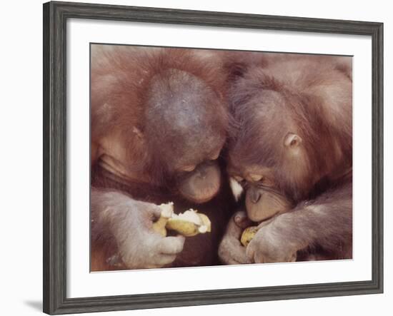 Orangutans in Captivity, Sandakan, Soabah, and Malasia, Town in Br. North Borneo-Co Rentmeester-Framed Photographic Print