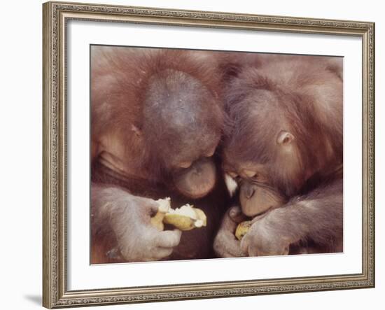 Orangutans in Captivity, Sandakan, Soabah, and Malasia, Town in Br. North Borneo-Co Rentmeester-Framed Photographic Print