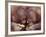 Orangutans in Captivity, Sandakan, Soabah, and Malasia, Town in Br. North Borneo-Co Rentmeester-Framed Photographic Print