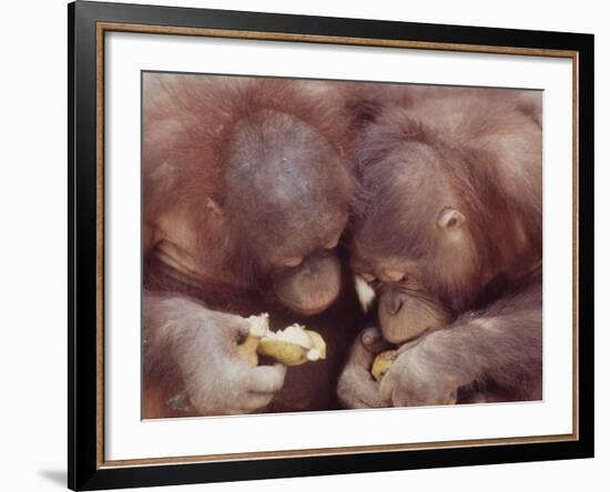 Orangutans in Captivity, Sandakan, Soabah, and Malasia, Town in Br. North Borneo-Co Rentmeester-Framed Photographic Print