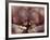 Orangutans in Captivity, Sandakan, Soabah, and Malasia, Town in Br. North Borneo-Co Rentmeester-Framed Photographic Print