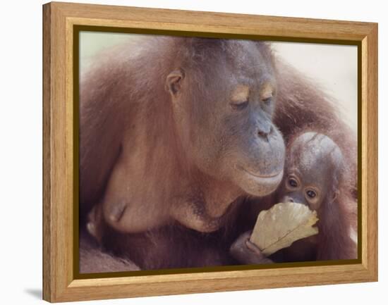 Orangutans in Captivity, Sandakan, Soabah, and Malasia, Town in Br. North Borneo-Co Rentmeester-Framed Premier Image Canvas