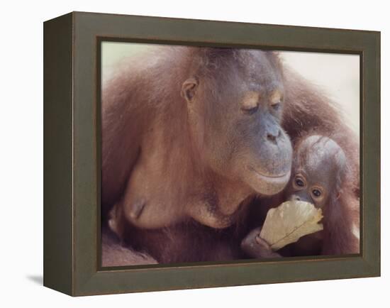 Orangutans in Captivity, Sandakan, Soabah, and Malasia, Town in Br. North Borneo-Co Rentmeester-Framed Premier Image Canvas