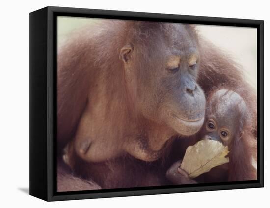 Orangutans in Captivity, Sandakan, Soabah, and Malasia, Town in Br. North Borneo-Co Rentmeester-Framed Premier Image Canvas