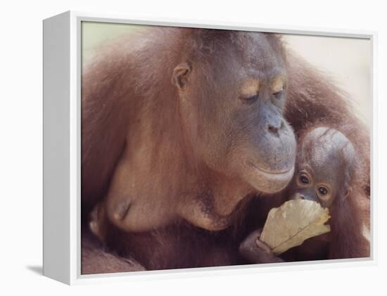 Orangutans in Captivity, Sandakan, Soabah, and Malasia, Town in Br. North Borneo-Co Rentmeester-Framed Premier Image Canvas