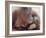 Orangutans in Captivity, Sandakan, Soabah, and Malasia, Town in Br. North Borneo-Co Rentmeester-Framed Photographic Print