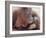 Orangutans in Captivity, Sandakan, Soabah, and Malasia, Town in Br. North Borneo-Co Rentmeester-Framed Photographic Print