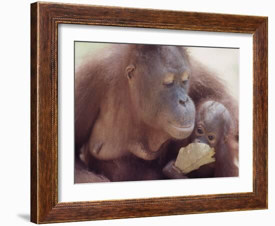 Orangutans in Captivity, Sandakan, Soabah, and Malasia, Town in Br. North Borneo-Co Rentmeester-Framed Photographic Print