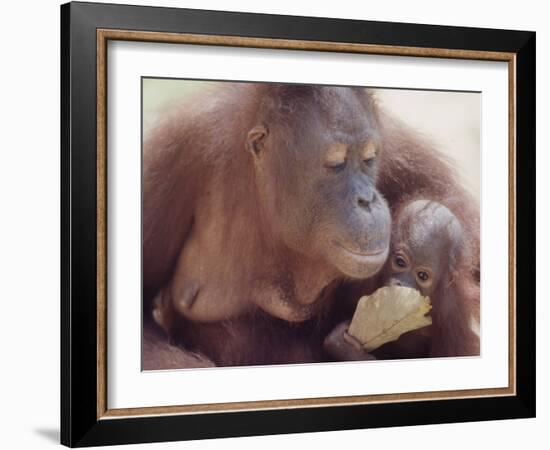 Orangutans in Captivity, Sandakan, Soabah, and Malasia, Town in Br. North Borneo-Co Rentmeester-Framed Photographic Print