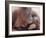 Orangutans in Captivity, Sandakan, Soabah, and Malasia, Town in Br. North Borneo-Co Rentmeester-Framed Photographic Print