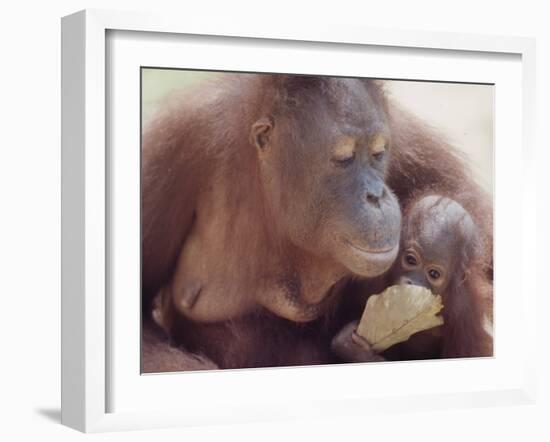 Orangutans in Captivity, Sandakan, Soabah, and Malasia, Town in Br. North Borneo-Co Rentmeester-Framed Photographic Print