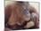 Orangutans in Captivity, Sandakan, Soabah, and Malasia, Town in Br. North Borneo-Co Rentmeester-Mounted Photographic Print