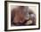 Orangutans in Captivity, Sandakan, Soabah, and Malasia, Town in Br. North Borneo-Co Rentmeester-Framed Photographic Print