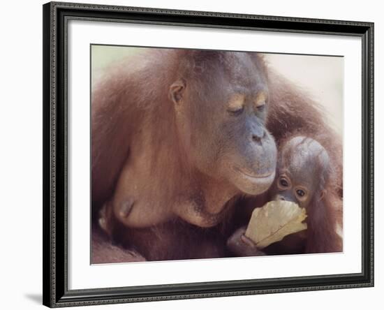 Orangutans in Captivity, Sandakan, Soabah, and Malasia, Town in Br. North Borneo-Co Rentmeester-Framed Photographic Print