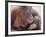 Orangutans in Captivity, Sandakan, Soabah, and Malasia, Town in Br. North Borneo-Co Rentmeester-Framed Photographic Print