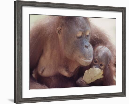 Orangutans in Captivity, Sandakan, Soabah, and Malasia, Town in Br. North Borneo-Co Rentmeester-Framed Photographic Print