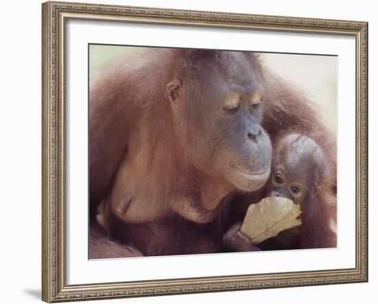 Orangutans in Captivity, Sandakan, Soabah, and Malasia, Town in Br. North Borneo-Co Rentmeester-Framed Photographic Print