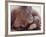 Orangutans in Captivity, Sandakan, Soabah, and Malasia, Town in Br. North Borneo-Co Rentmeester-Framed Photographic Print