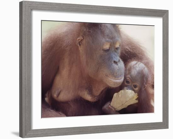 Orangutans in Captivity, Sandakan, Soabah, and Malasia, Town in Br. North Borneo-Co Rentmeester-Framed Photographic Print