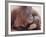 Orangutans in Captivity, Sandakan, Soabah, and Malasia, Town in Br. North Borneo-Co Rentmeester-Framed Photographic Print