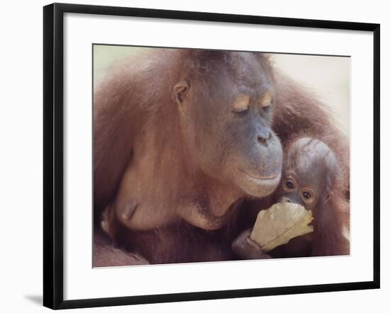 Orangutans in Captivity, Sandakan, Soabah, and Malasia, Town in Br. North Borneo-Co Rentmeester-Framed Photographic Print