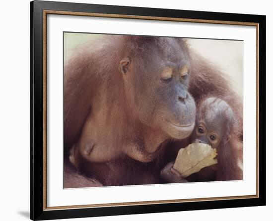 Orangutans in Captivity, Sandakan, Soabah, and Malasia, Town in Br. North Borneo-Co Rentmeester-Framed Photographic Print