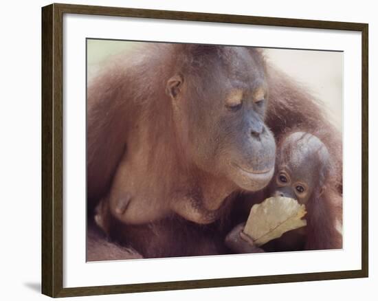 Orangutans in Captivity, Sandakan, Soabah, and Malasia, Town in Br. North Borneo-Co Rentmeester-Framed Photographic Print