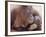 Orangutans in Captivity, Sandakan, Soabah, and Malasia, Town in Br. North Borneo-Co Rentmeester-Framed Photographic Print